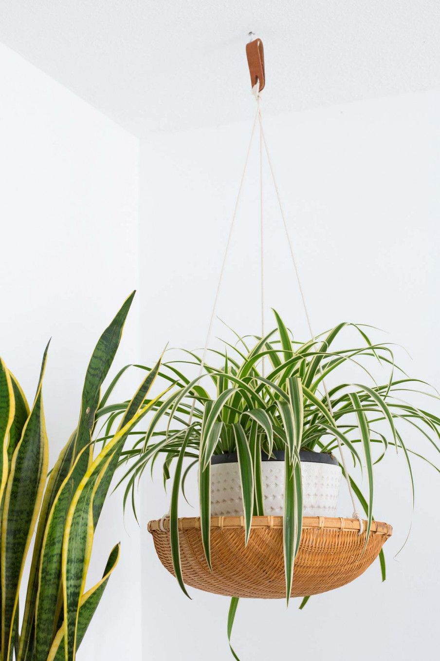 گیاهان آپارتمانی خاص و جذاب